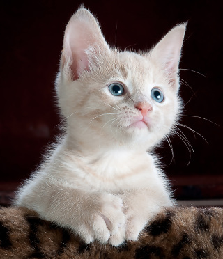 image of a Kitten